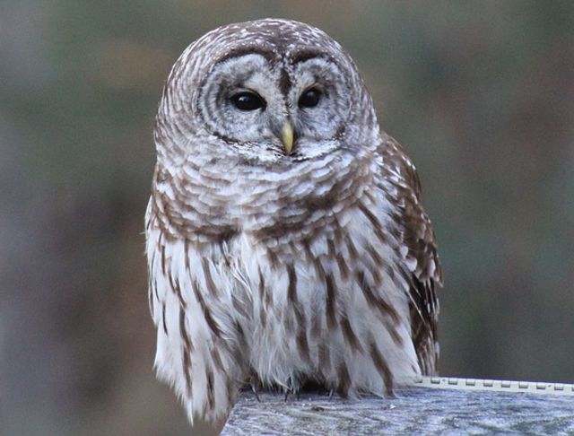 A barred owl perched on a rock.