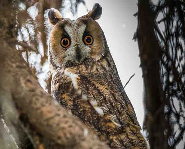 A long-eared owl perched in a tree.
