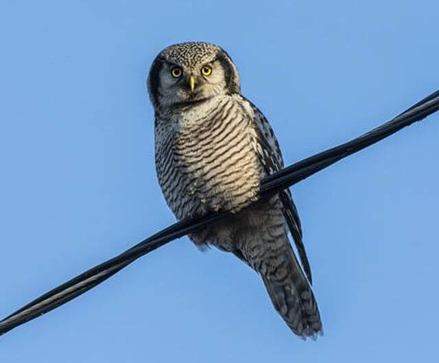 A Northern Hawk Owl perched on wires.