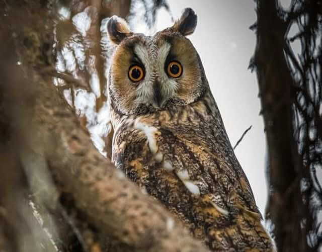 A long-eard owl perched in a tree.
