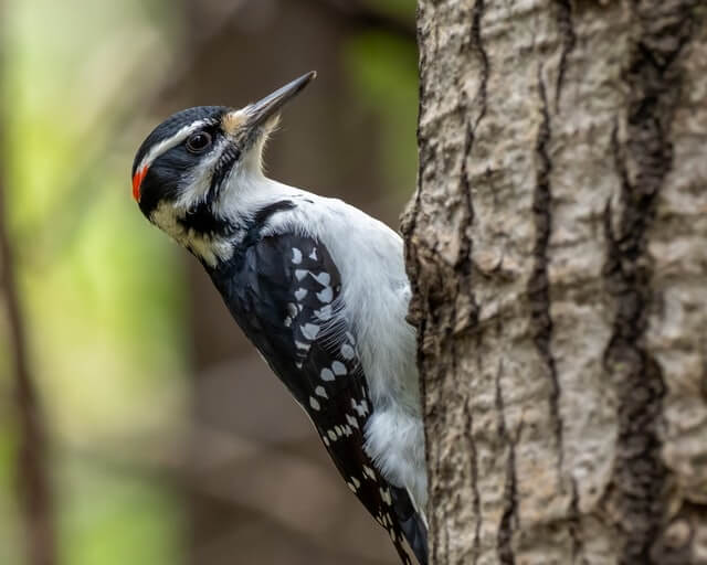 A male hairy woodpecker  perched on a tree.