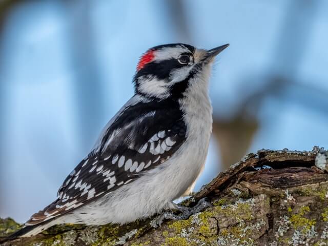 A male Downy Woodpecker perched on a tree.