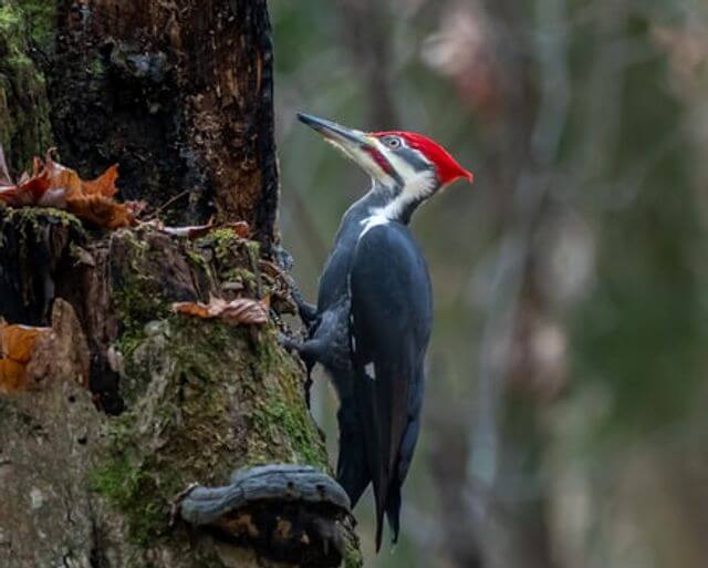 A Pileated Woodpecker perched on a dead tree.