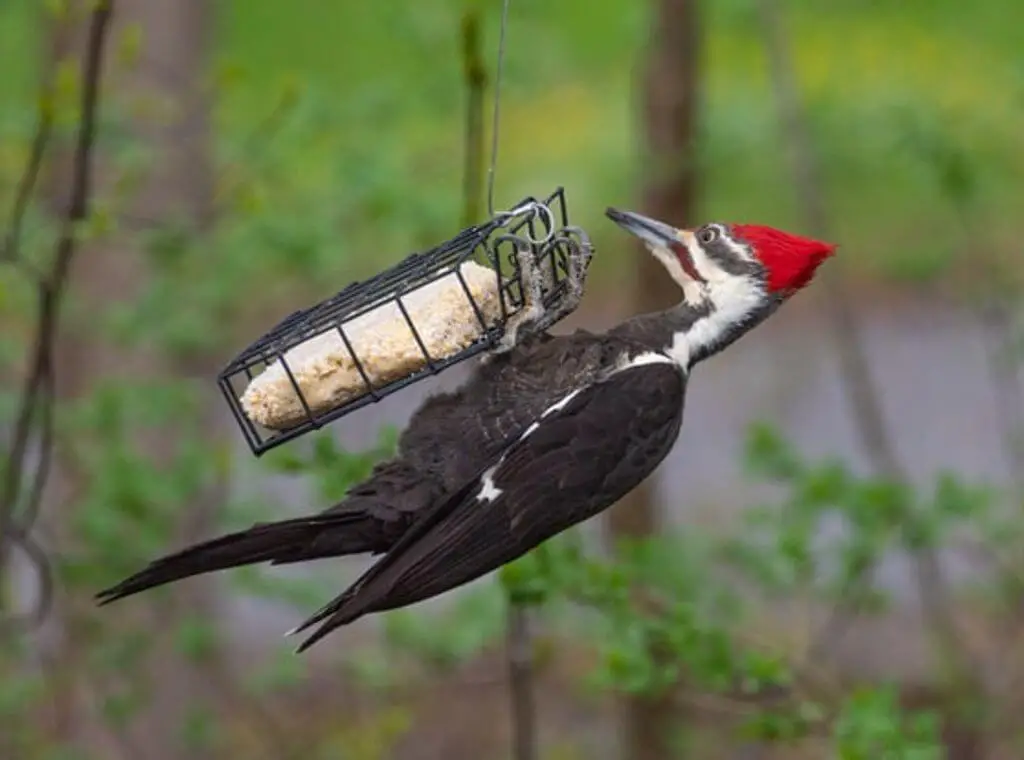 A pileated woodpecker feeding on suet.