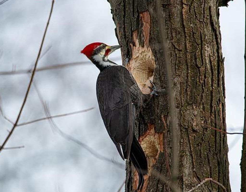 A pileated woodpecker drilling holes in a tree.