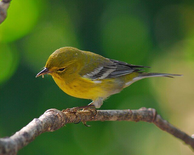 A Pine Warbler perched on a tree.