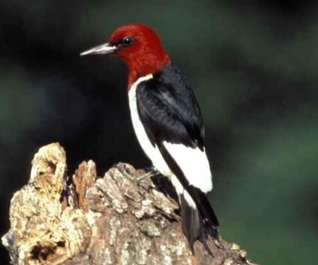 A Red-headed Woodpecker perched on a dead tree.