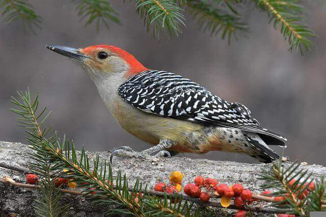 A Red-bellied Woodpecker perched on a tree.