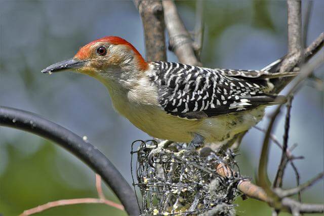 A Red-bellied Woodpecker‍ eating suet.