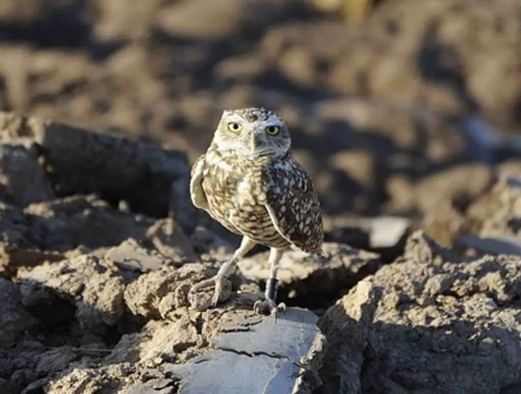 A burrowing owl perched on a rock near its home.