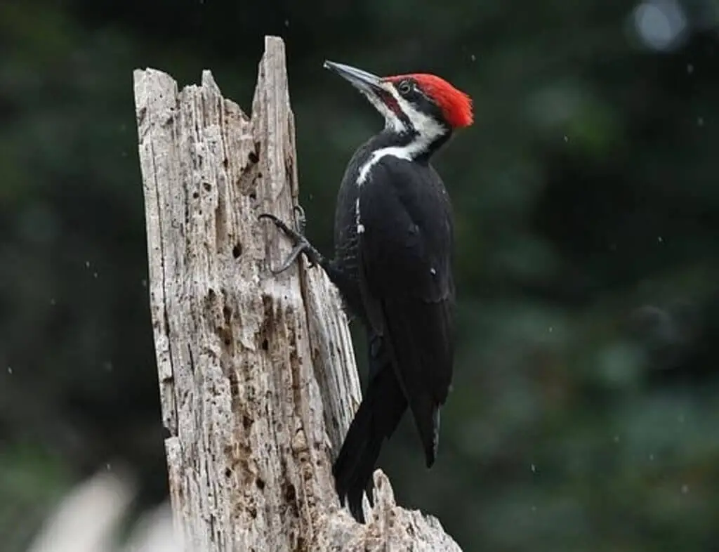 A pileated woodpecker perched on a tree.