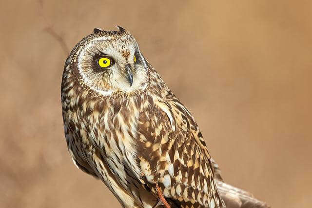 A short-eared owl perched on a tree stump.