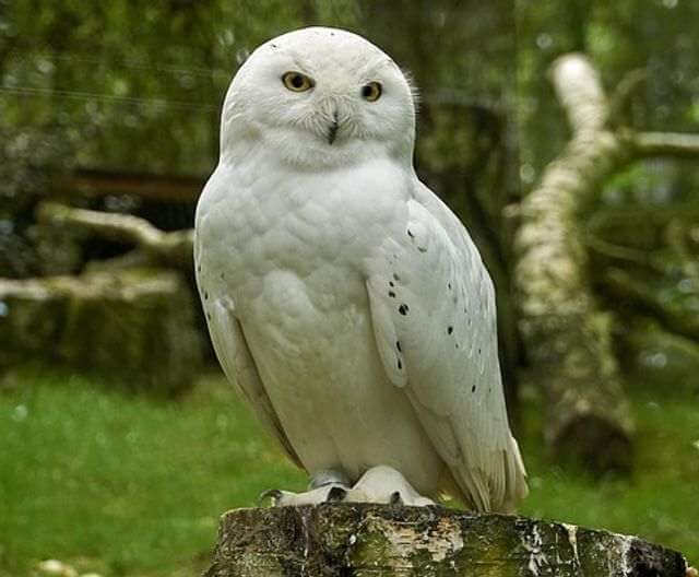 A snowy owl perched on a tree stump.