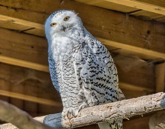 A snowy owl perched.