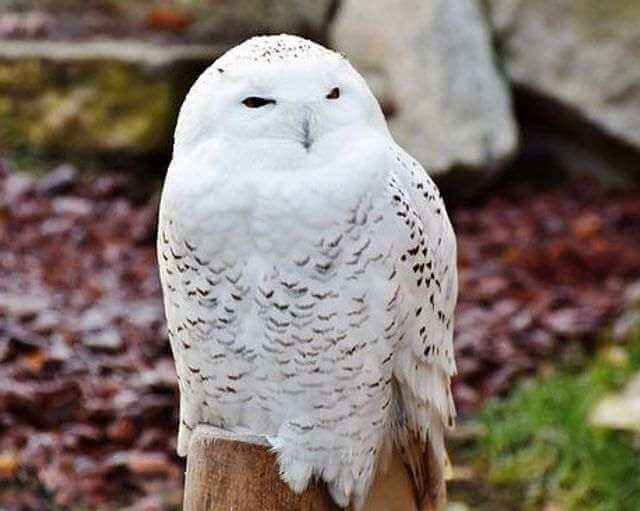 A snowy owl perched on a tree stump.