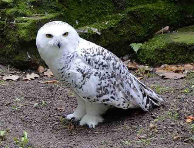 A snowy owl foraging on the ground.