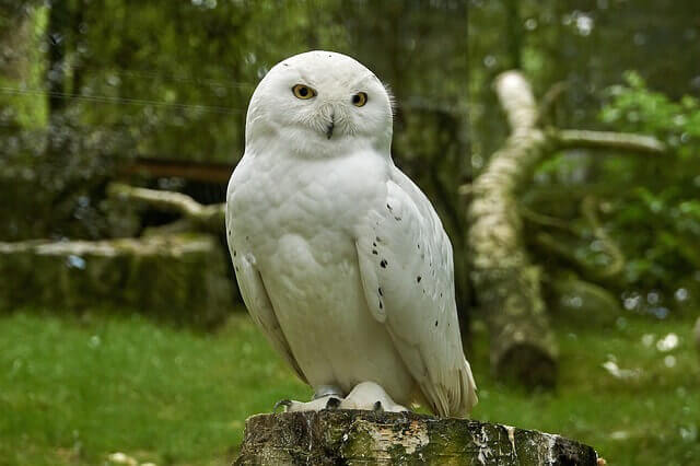 A Snowy Owl perched on a tree stump.