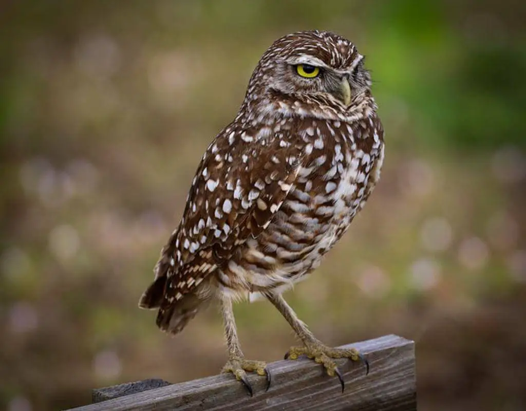 A burrowing owl perched on a wood fence.