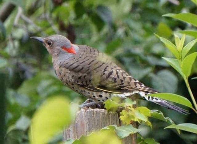 A Northern Flicker perched on a fence post.