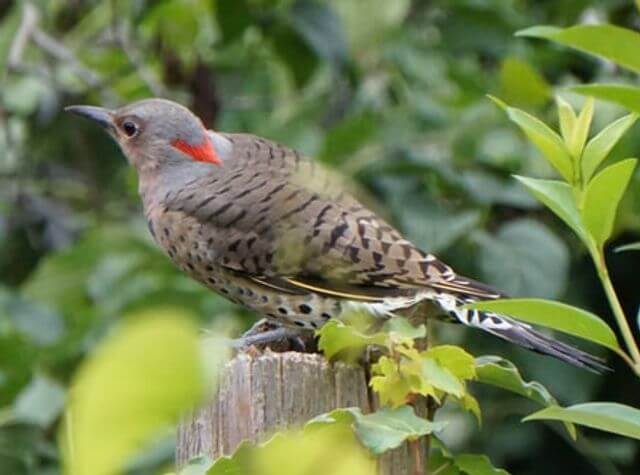 A Northern Flicker on a fence post.