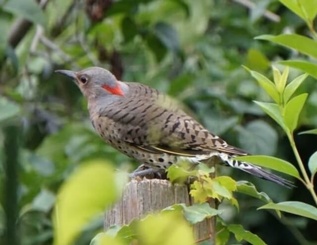 A Northern Flicker perched on a wooden fence post.