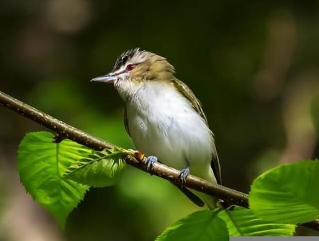 A red-eyed vireo perched on a tree.