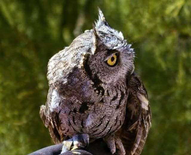 A Western Screech-Owl perched on a perdons hand.