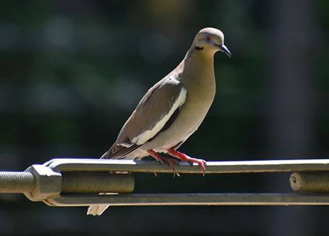 A white-winged dove perched  on a metal object.
