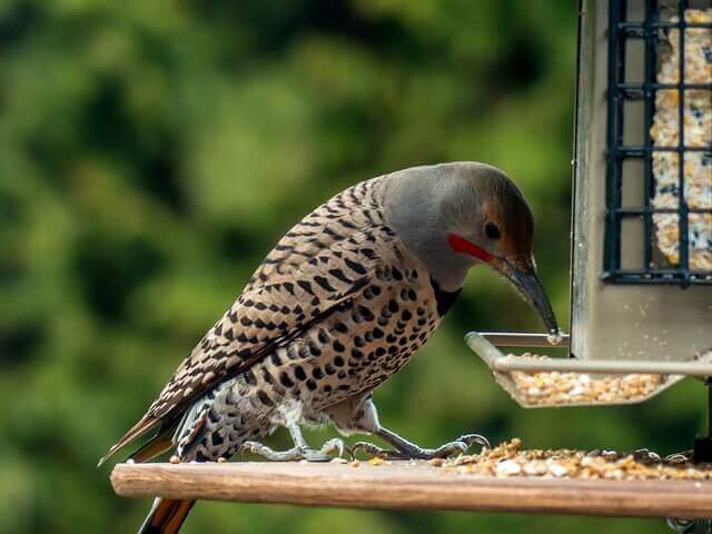 A Northern Flicker eating bird seed.