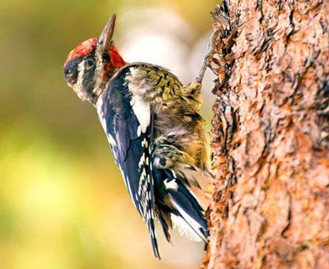 A Yellow-bellied Sapsucker perched on a tree.