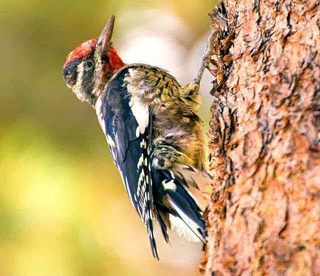 A Yellow-bellied Sapsucker perched on a tree trunk.
