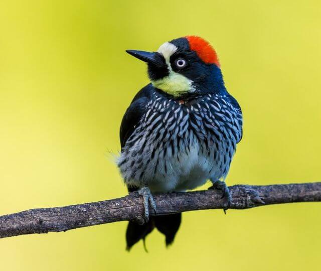 An Acorn Woodpecker perched on a tree branch.