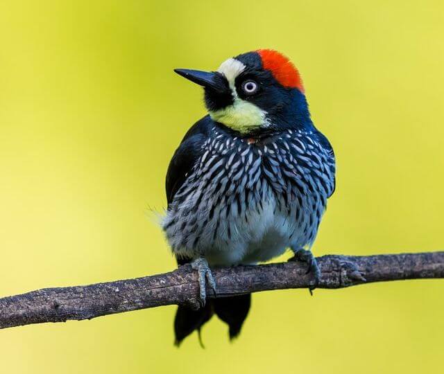 An acorn woodpecker perched on a tree branch.