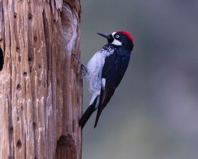 Acorn Woodpecker burying seeds in a wooden pole.


