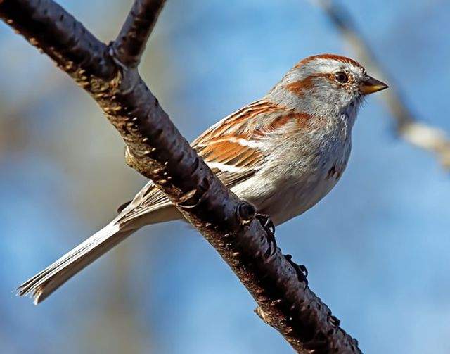 An American Tree Sparrow perched on a tree branch in winter.