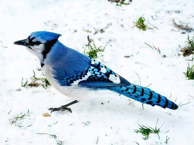 A Blue Jay foraging in the snow.
