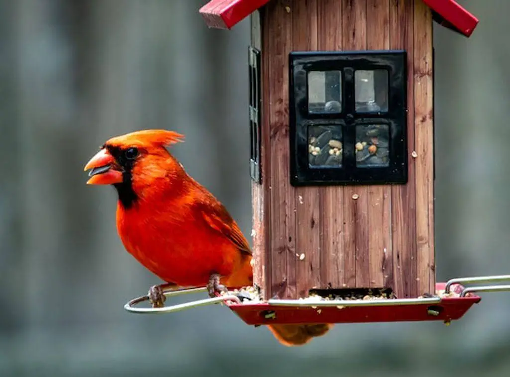 A Northern Cardinal feeding at a large bird feeder
