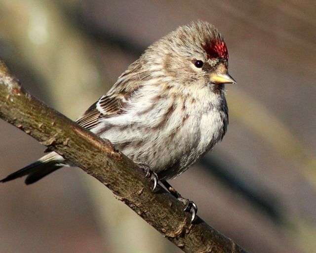 A Common Redpoll perched on a tree branch.