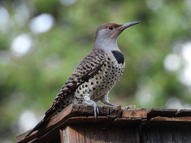 A Gilded Flicker perched on a shed roof.