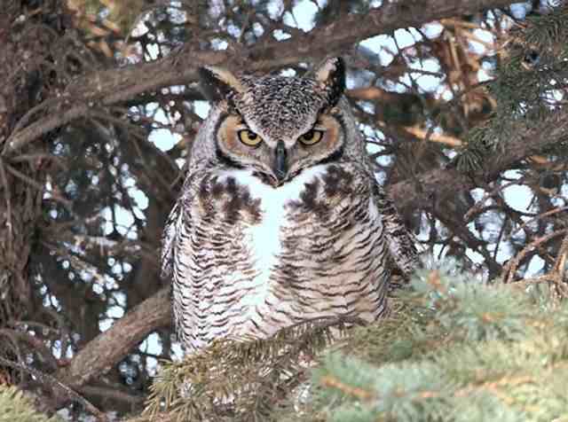 A great horned owl perched on a tree.