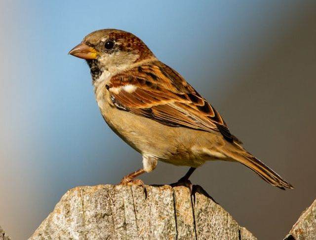 A House Sparrow perched on a wood fence.