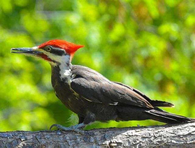 A Pileated Woodpecker perched on a tree.