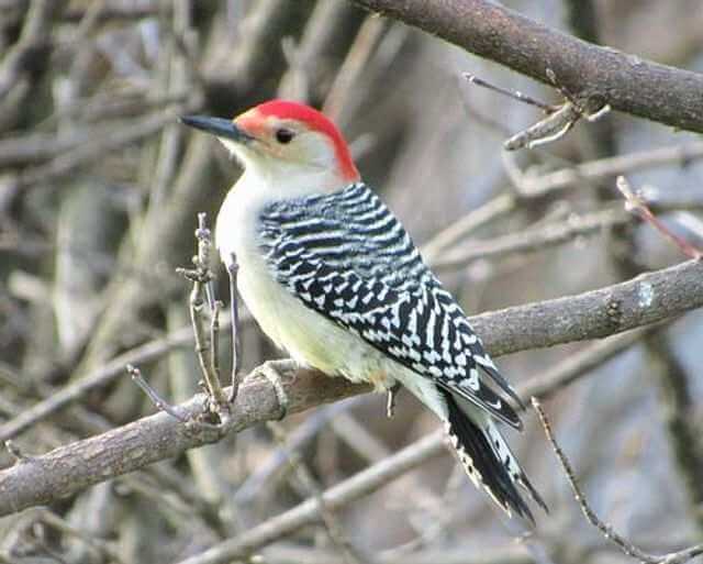 A Red-bellied Woodpecker perched in a tree in winter.
