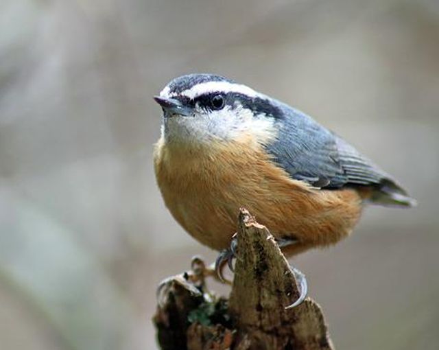 A red-breasted nuthatch perched on a tree.