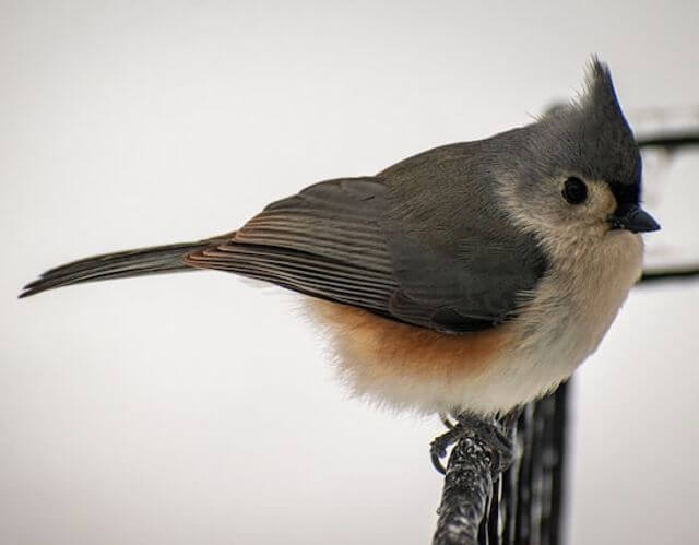 A Tufted Titmouse perched on a frozen wire fence in the winter.