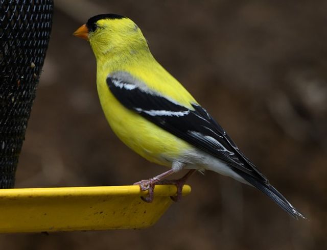 An American Goldfinch perched at a birdfeeder in winter.