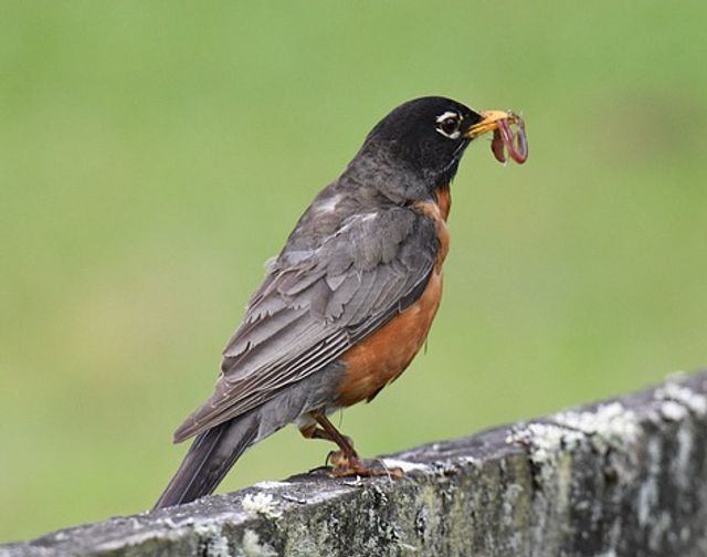 An American Robin perched on a wall, with an earthworm in its mouth.