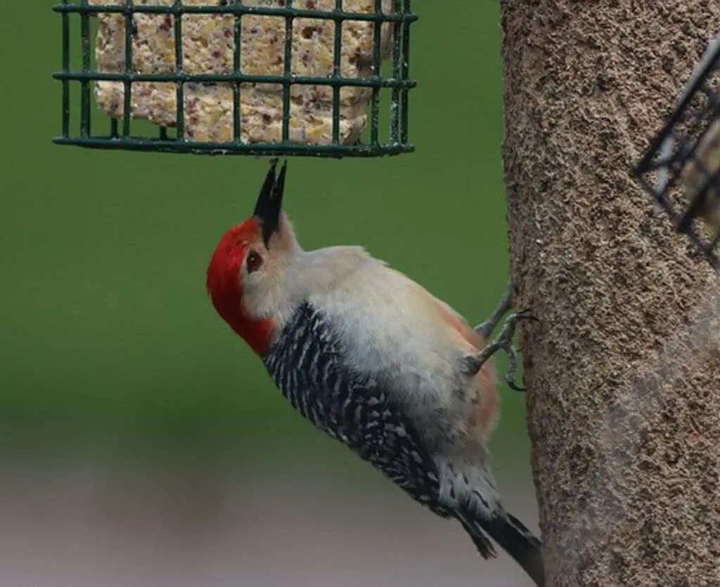 A red-bellied woodpecker feeding on suet.