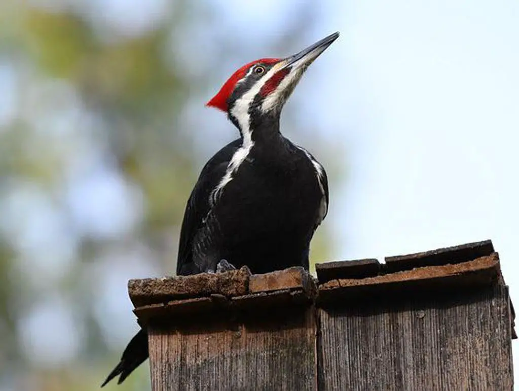 A pileated woodpecker perched on a birdhouse roof in NY.