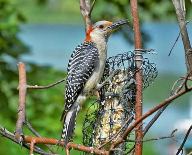A Red-bellied Woodpecker perched on a suet feeder.